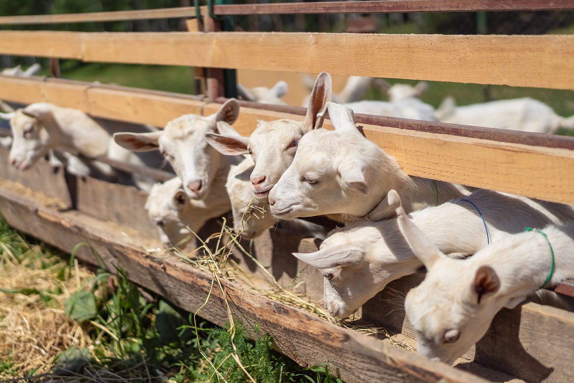 Farm Kalamaki Holidays