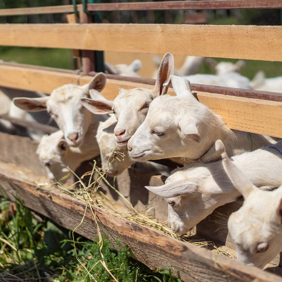 Farm Kalamaki Holidays