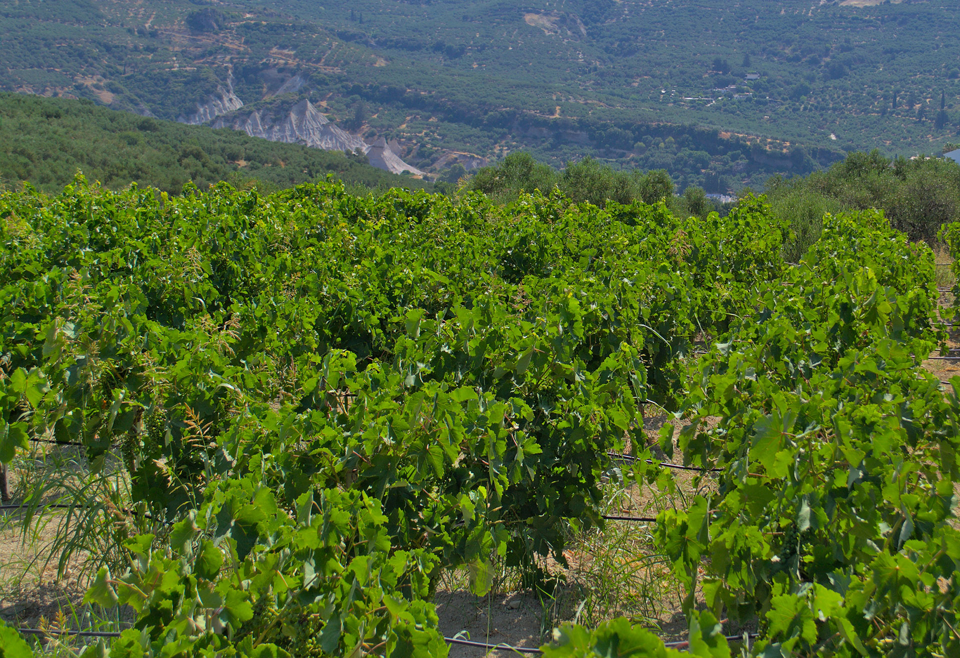 Wine Kalamaki Holidays